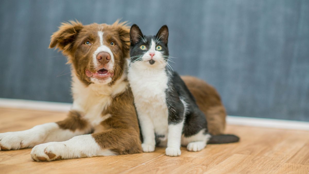 Bodega Aurrera Pet Gallery oferuje dodatkowe rabaty i kupony