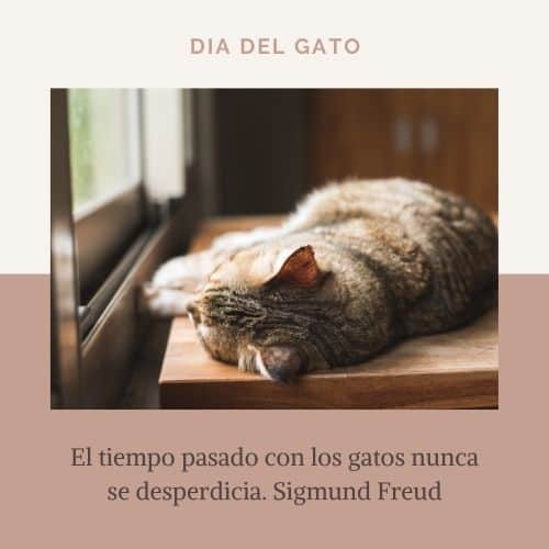 FELIZ DÍA DEL GATO