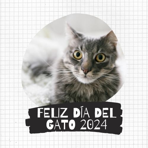 FELIZ DÍA DEL GATO