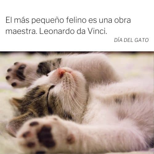 FELIZ DÍA DEL GATO