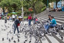 Domador de palomas gana dinero espantando aves