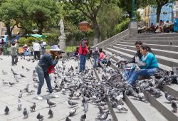 Domador de palomas gana dinero espantando aves