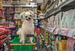 El auge de los pet shops no solo es una tendencia pasajera, sino el reflejo de una sociedad que ha integrado a las mascotas.