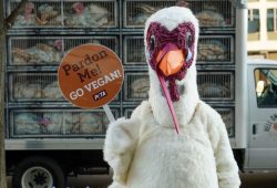 Turkey abuse at Butterball 2024? 5 key facts to understand the case and PETA's campaign