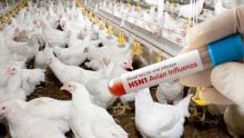 Bird flu: what are its symptoms in humans?