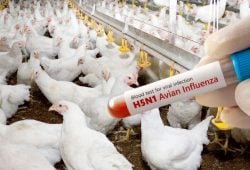 Bird flu: what are its symptoms in humans?