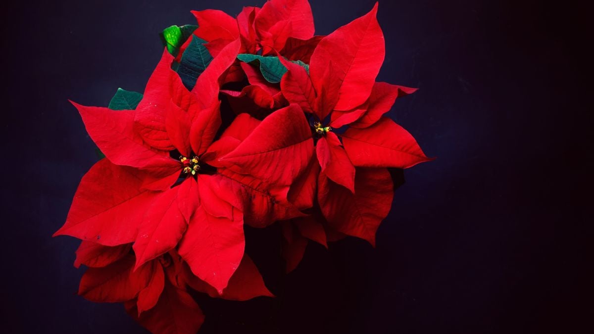 NOCHEBUENA Poinsettia 2024 NAVIDAD 2025