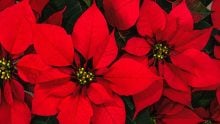 poinsettia nochebuena 2025