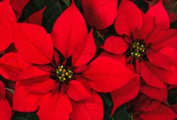 poinsettia nochebuena 2025