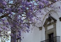 Ricardo Salinas premia la mejor foto de jacarandas en su nuevo concurso