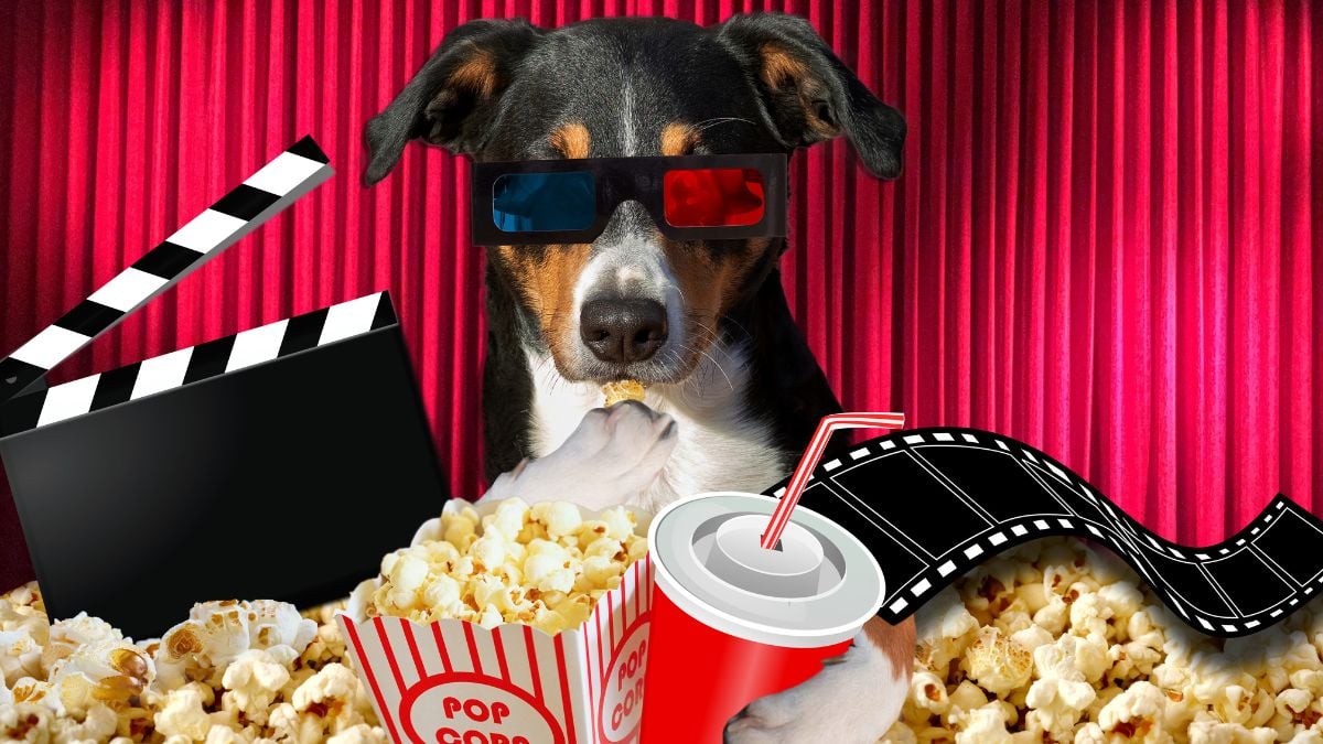 ¿A qué hora inicia la Fiesta Cinépolis 2025? Aquí te lo contamos Foto: Especial