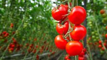 mexican tomates tariffs