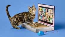 Target relaunches its Boots & Barkley brand with new pet accessories!