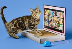 Target relaunches its Boots & Barkley brand with new pet accessories!