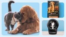 Walmart celebrates National Pet Month with savings and low prices! Here are the deals