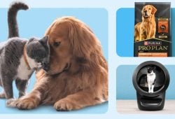 Walmart celebrates National Pet Month with savings and low prices! Here are the deals
