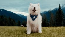 felix embajador de marca de asics perro