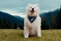 felix embajador de marca de asics perro
