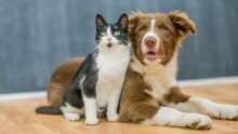 Croquetas más caras; El mercado de alimento para mascotas gana terreno