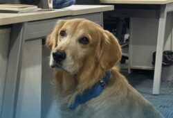 Golden retriever