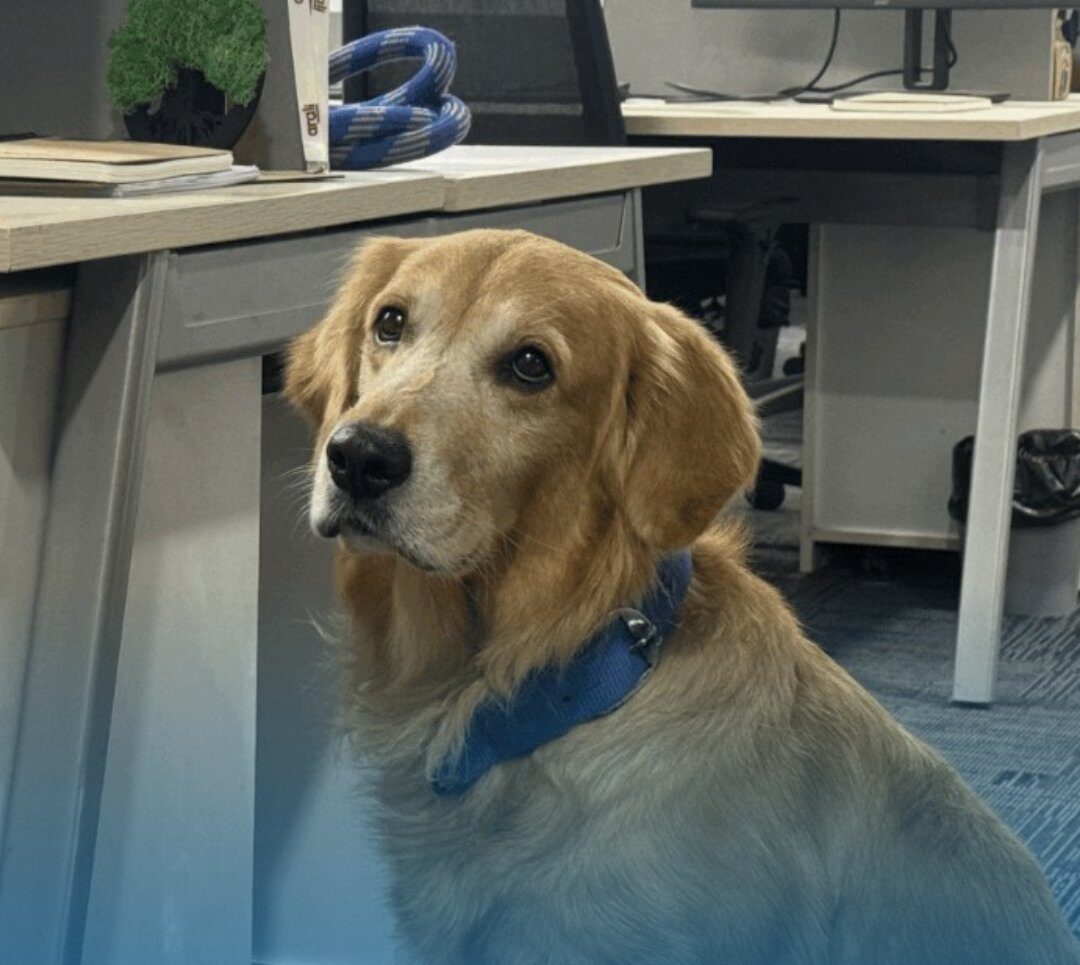 Golden retriever