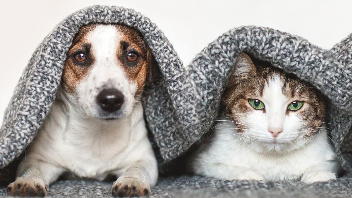 PERROS GATOS TRANSPORTADORAS