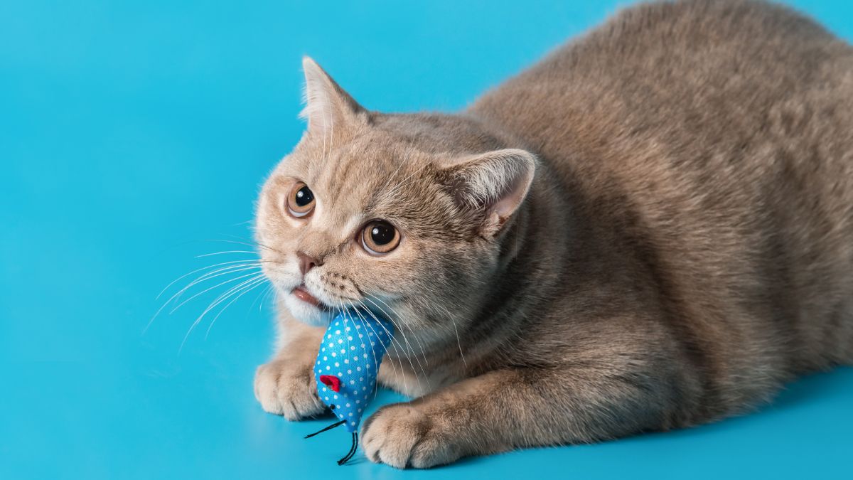 DÍA DEL GATO CANVA