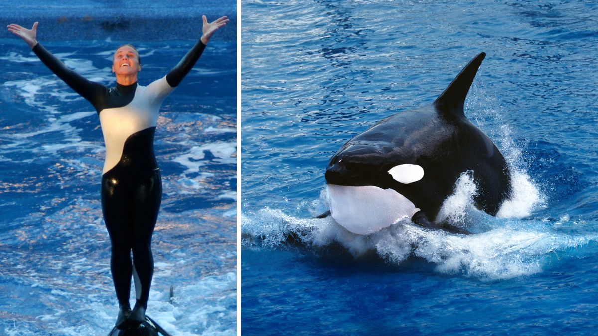 dan brancheau orca canva