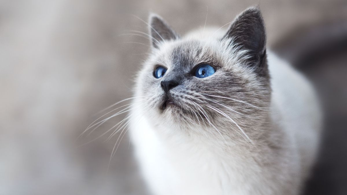 FELIZ DIA DEL GATO CANVA