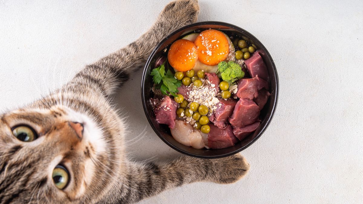 PET CAT FOOD CANVA