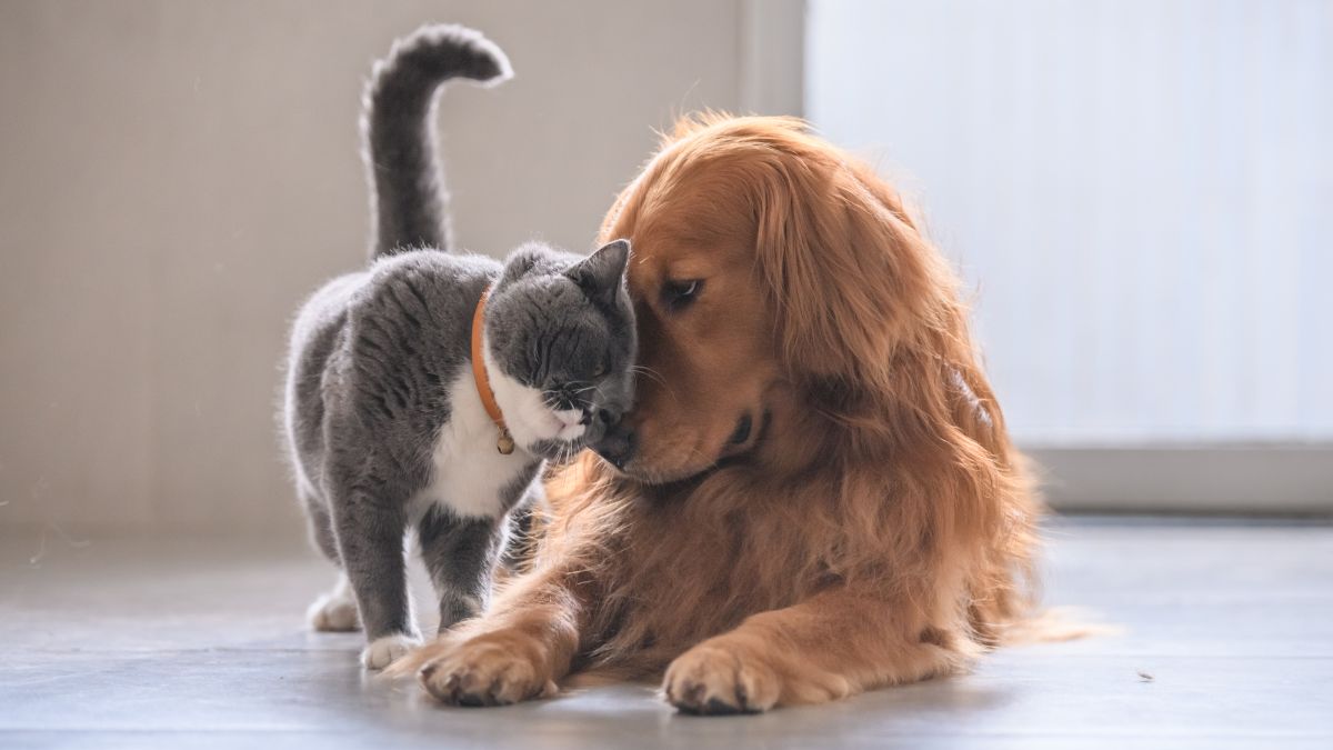cat dog pets mascotas gatos perros canva _2025 (1)