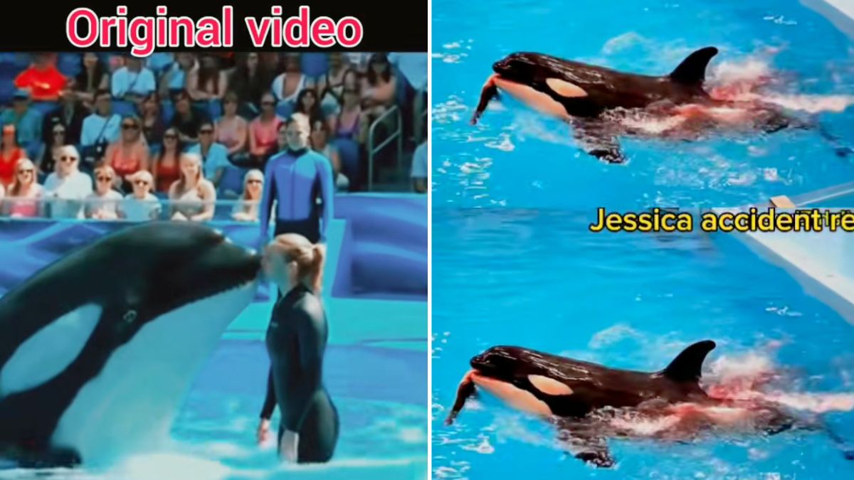 original video jessica radcliffe orca mata entrenadora