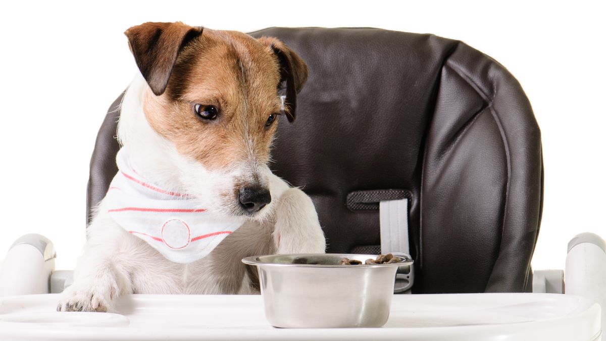 perro alimento para mascotas Canva